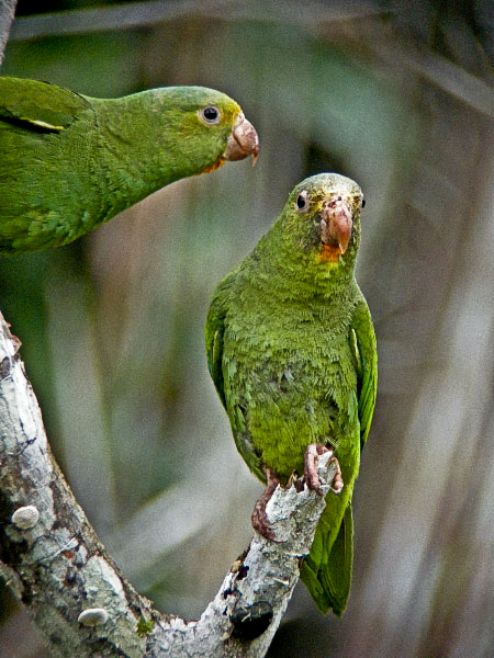 Cobalt-winged Parakeet