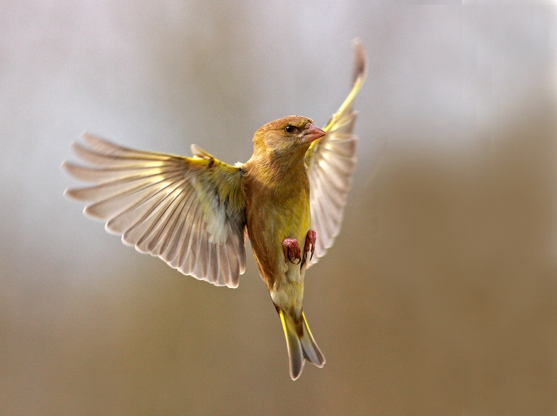 Cock Greenfinch.