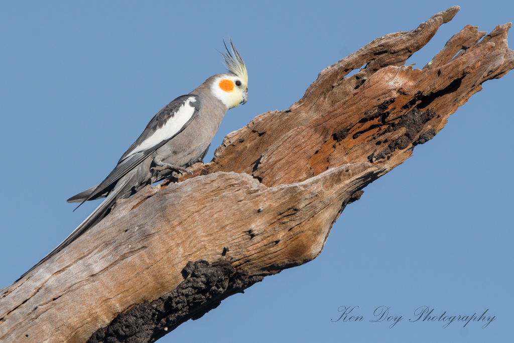 Cockatiel ( M )