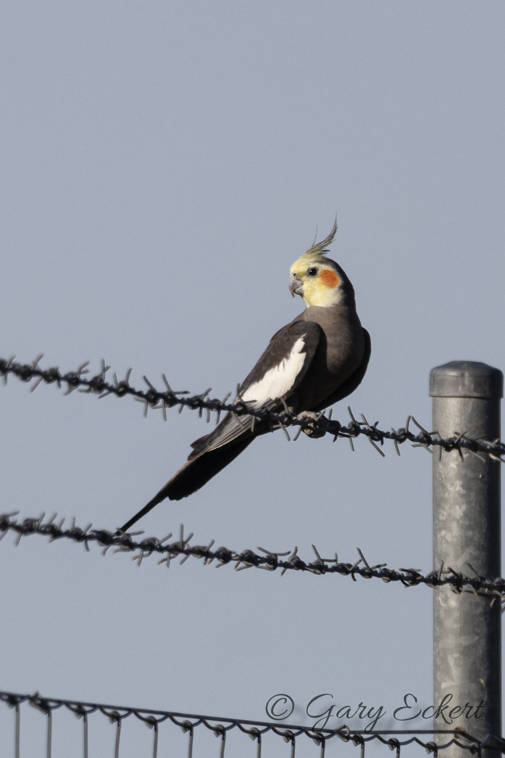 Cockatiel