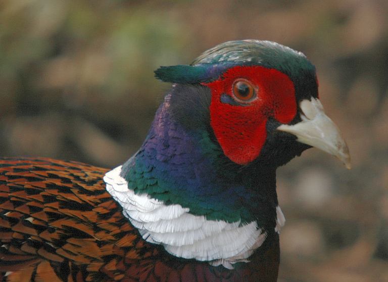 Cocky Pheasant close-up.