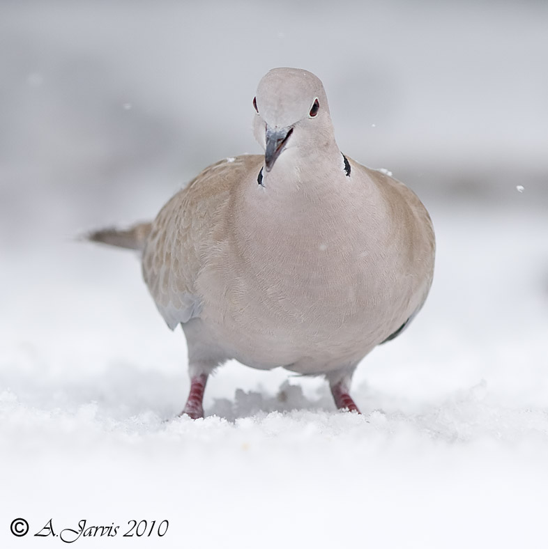 Collared Dove