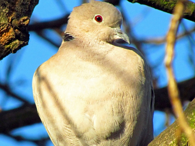 collared dove