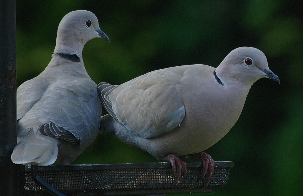 collared doves