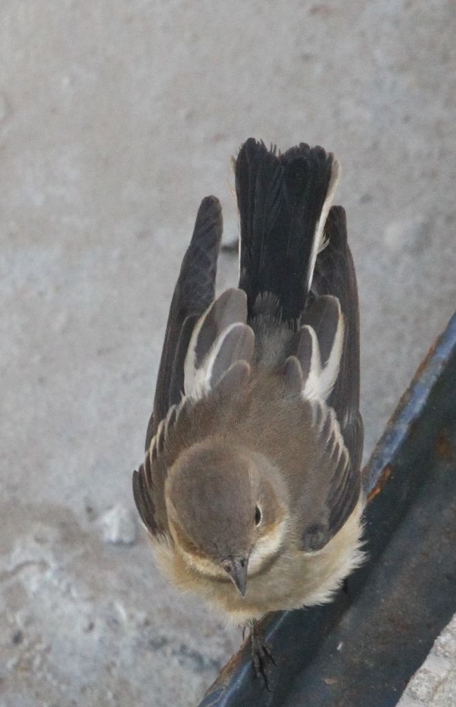 Collared Flycatcher