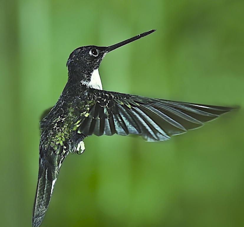 Collared Inca (Dorsal view in flight)