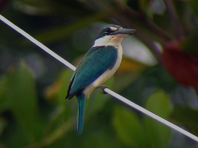 Collared kingfisher