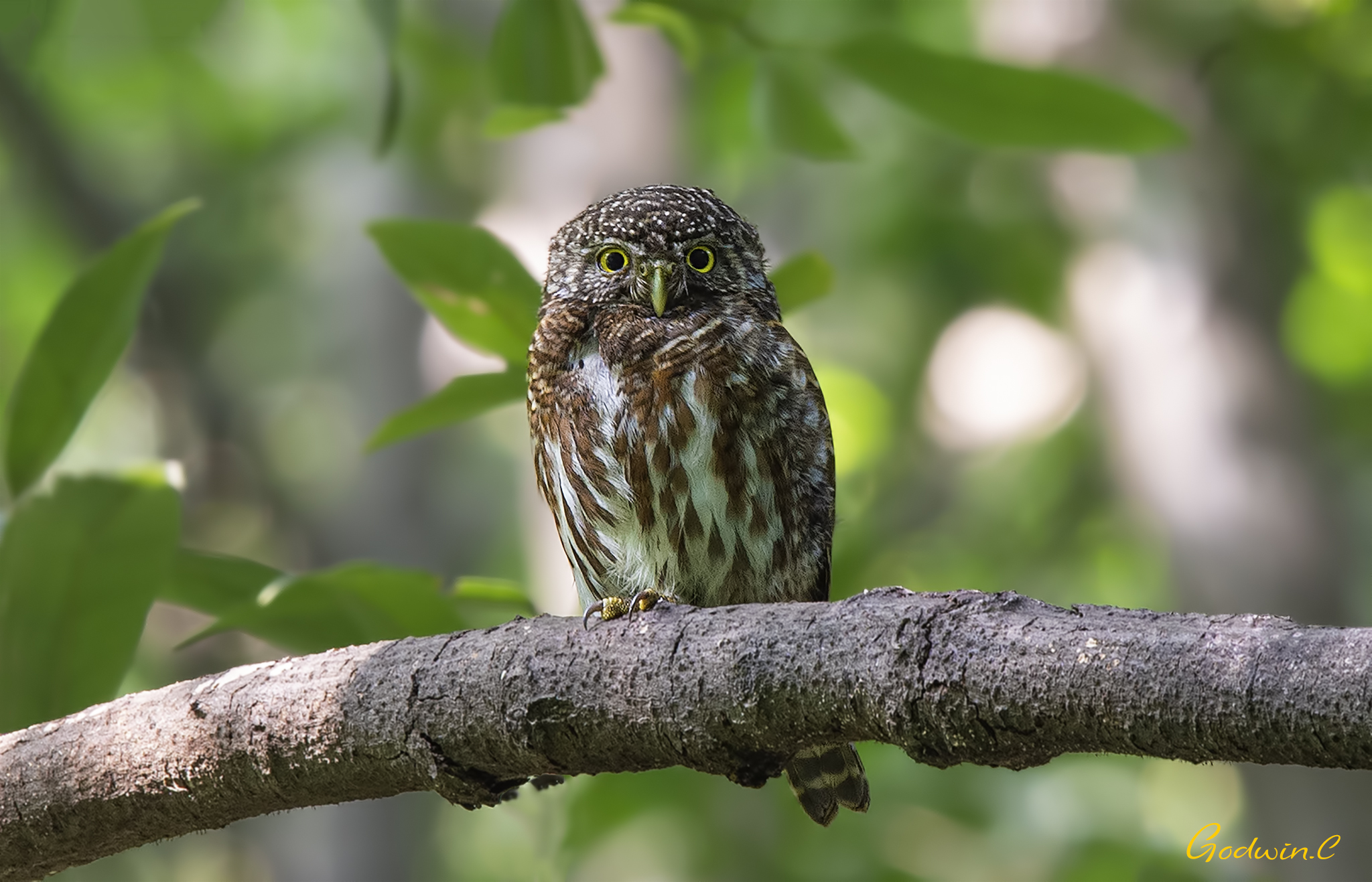 Collared owlet