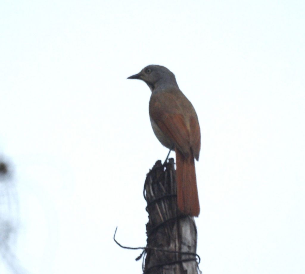 Collared Palm Thrush