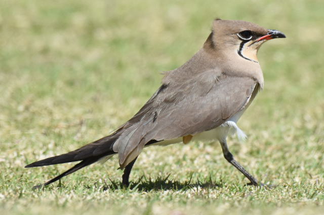 Collared Pratincole,  Fuerteventura