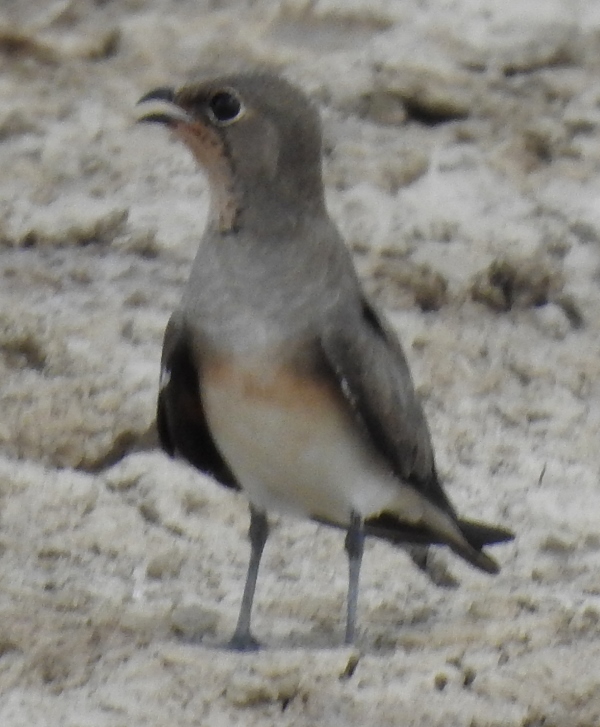 Collared Pratincole