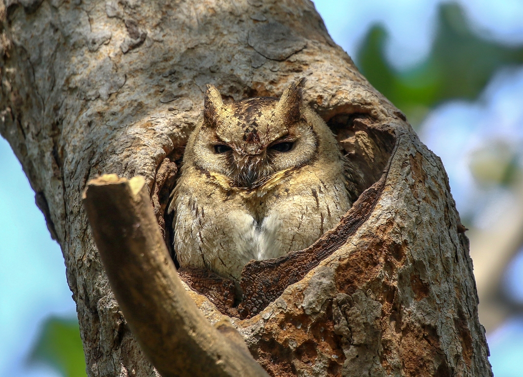 Collared Scops Owl