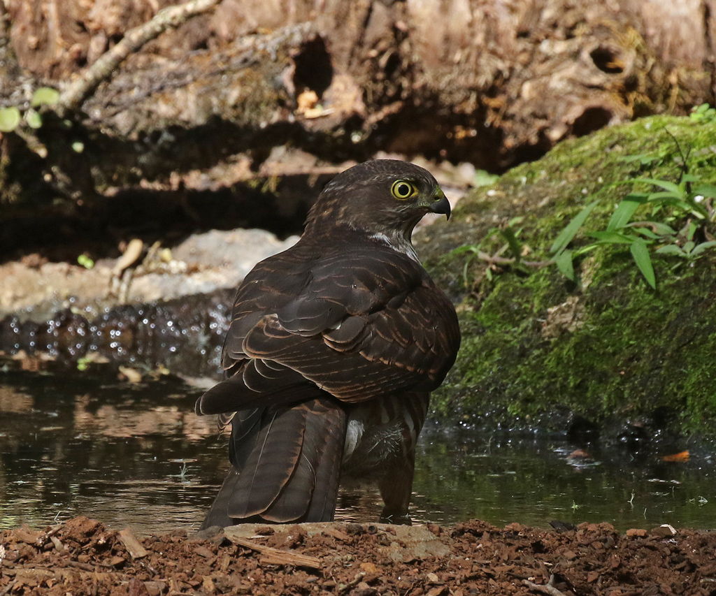 Collared Sparrowhawk