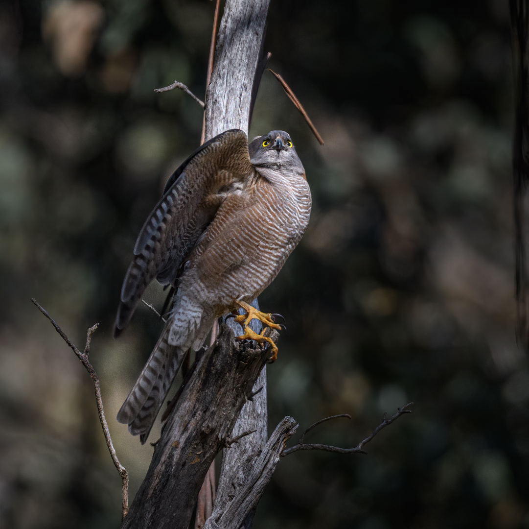 Collared Sparrowhawk