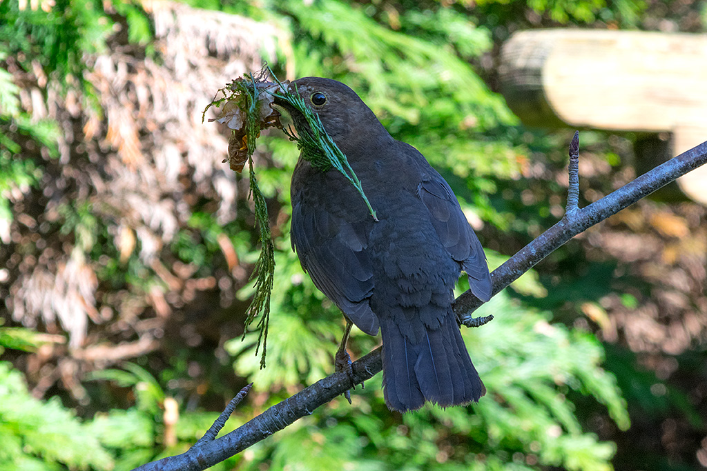 Collecting nesting material.