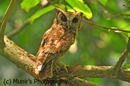 Collered Scops Owl