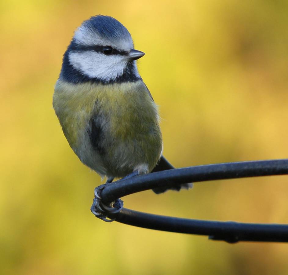 Colourful Blue Tit