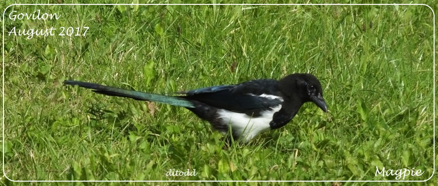 Colourful Magpie