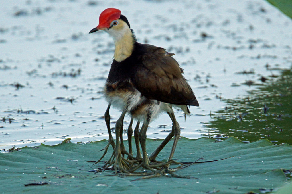 Comb-crested Jacana - All 4 kids - safe and sound