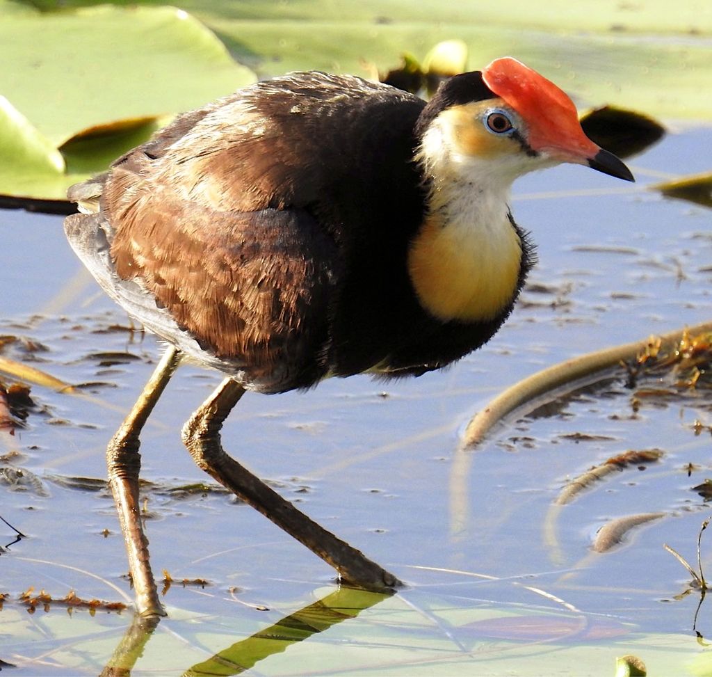 Comb Crested Jacana