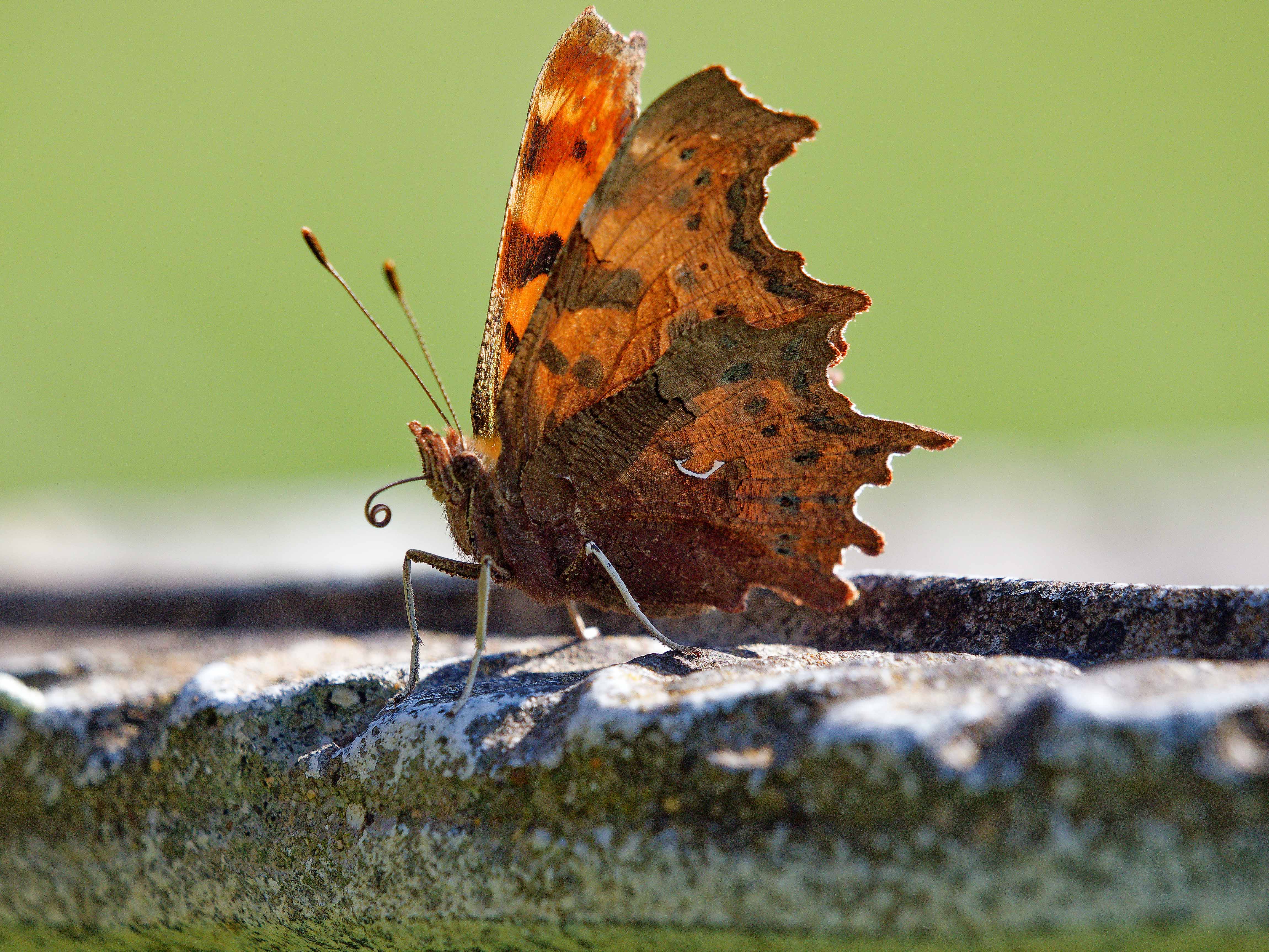 Comma