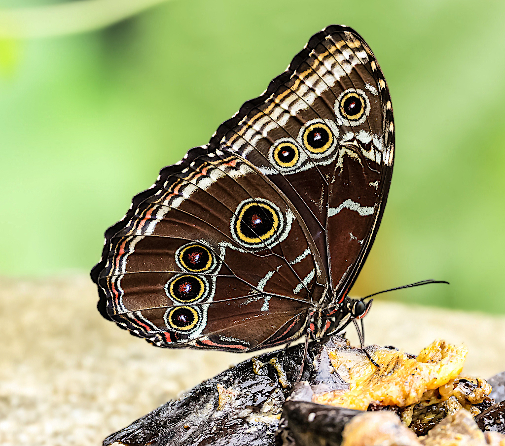 Commom Blue Morpho