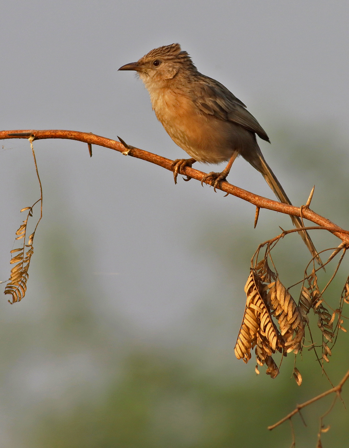 Common babbler