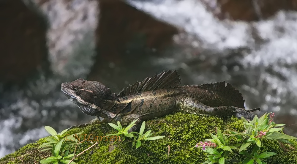 Common Basilisk