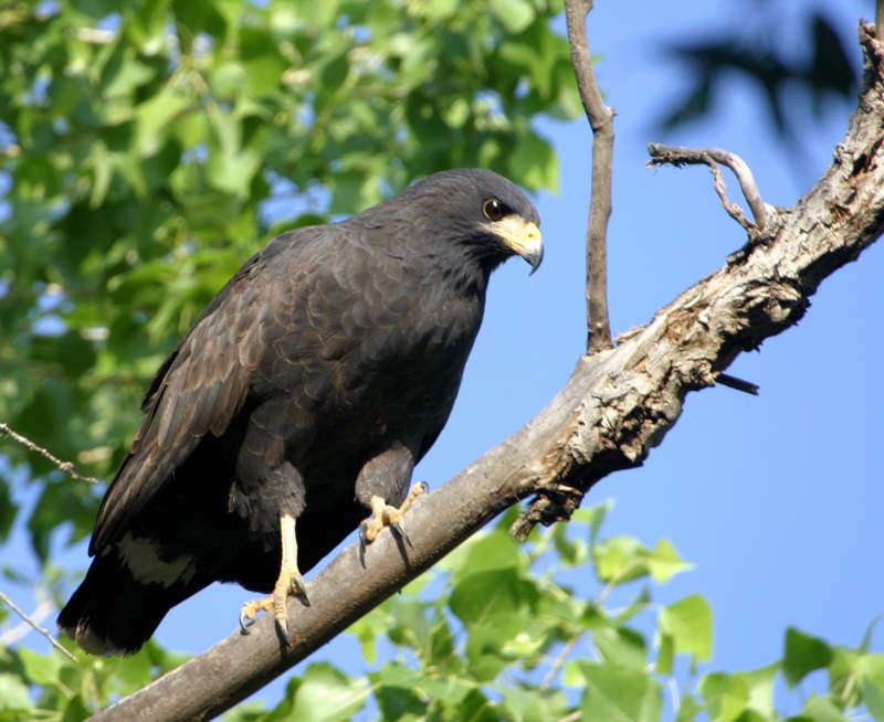 Common Black Hawk