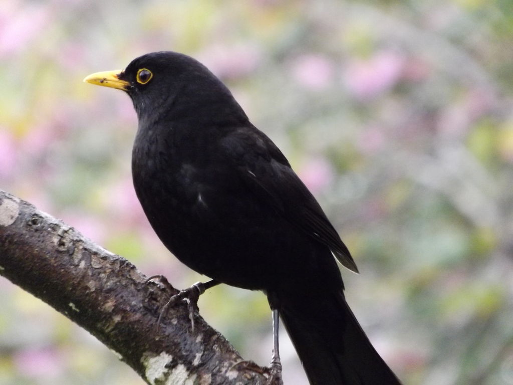 Common blackbird