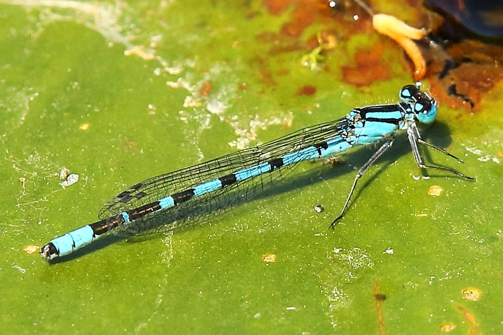 Common Blue Damselfly Enallagma cyathigerum Male