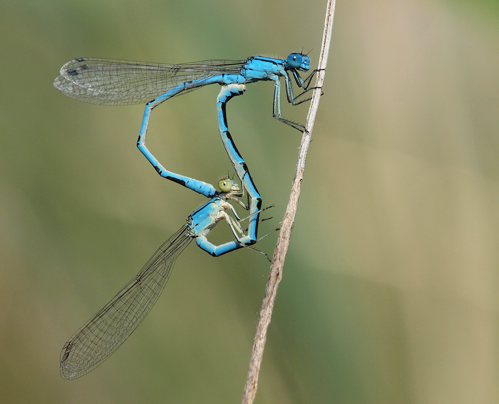 Common Blue Damselfly