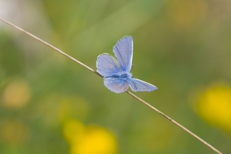 Common Blue