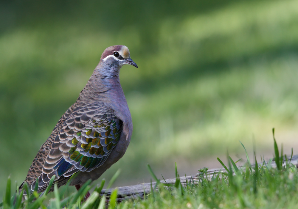Common Bronzewing