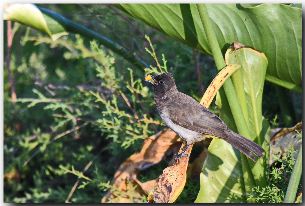 Common Bulbul