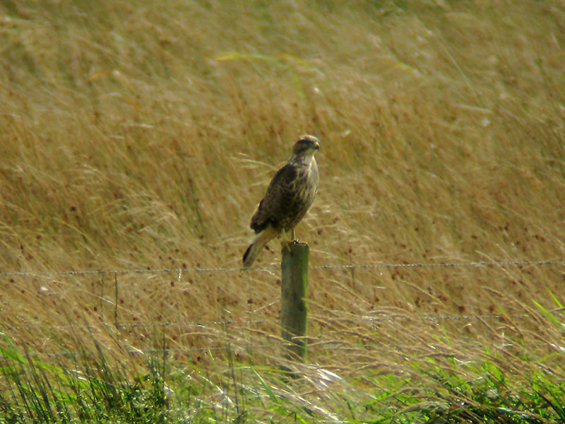 Common buzzard