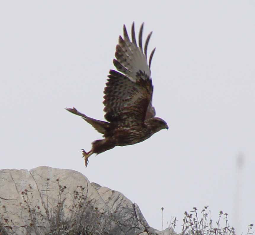 Common Buzzard