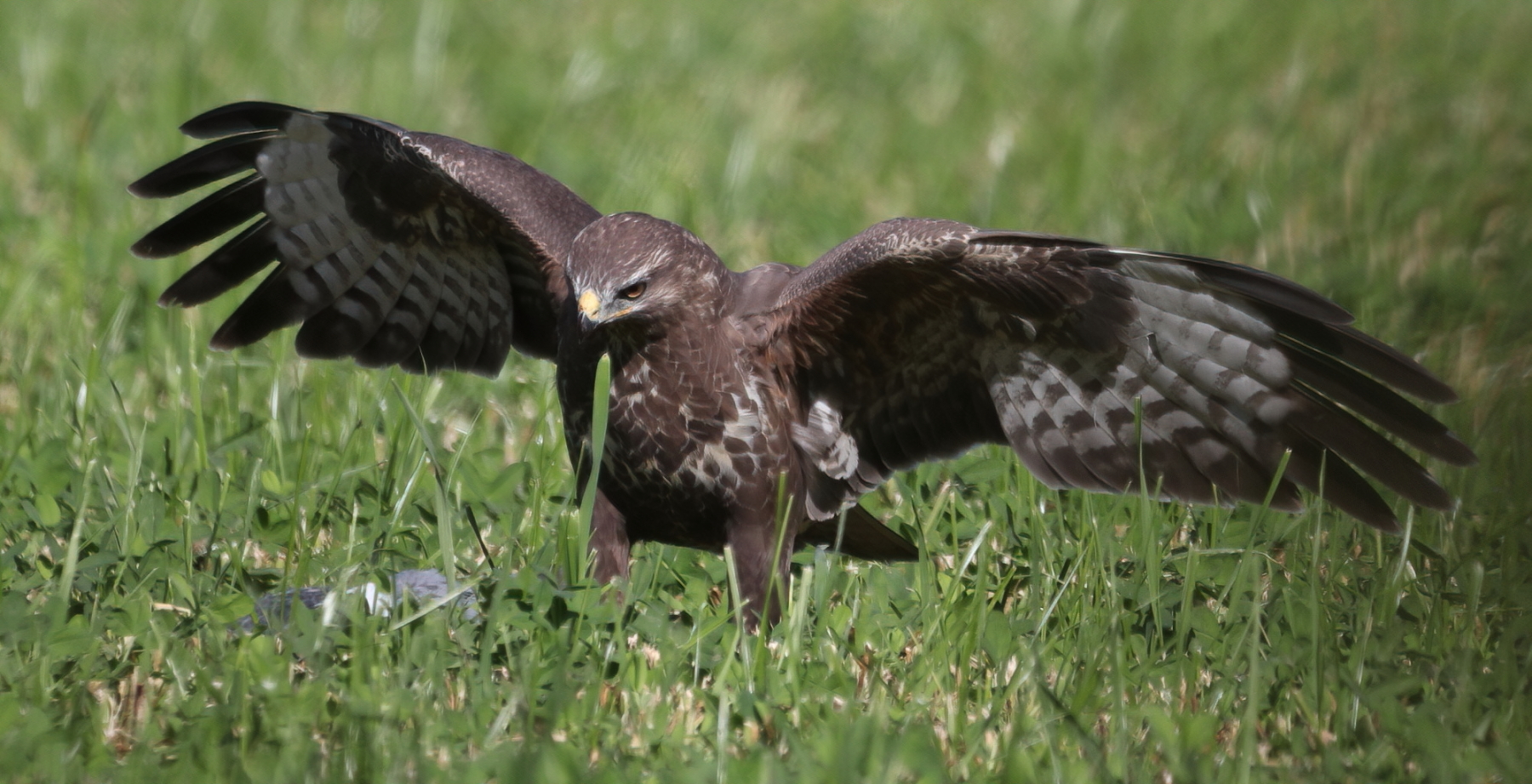 Common buzzard