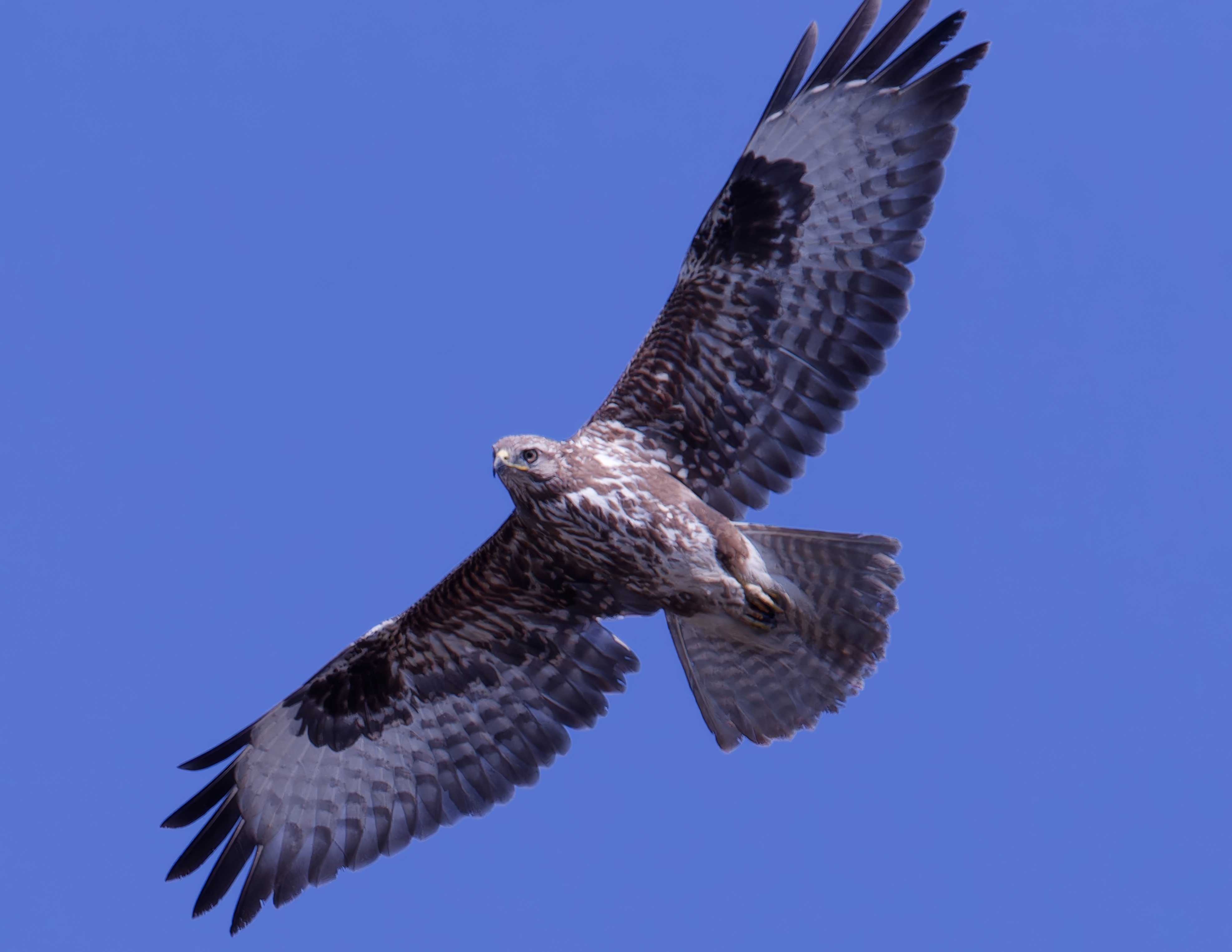 Common Buzzard