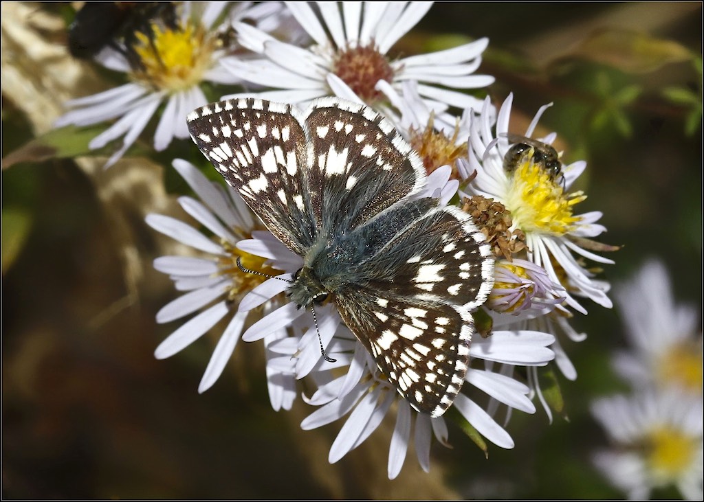 Common Checkered-Skipper