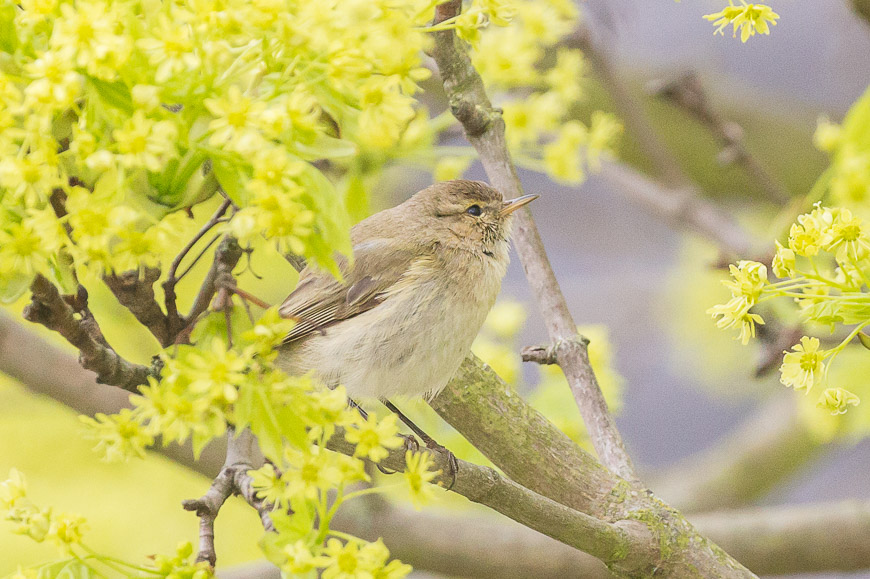 Common Chiffchaff