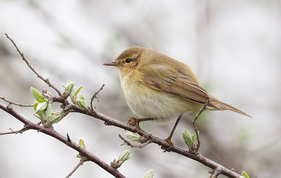 Common Chiffchaff