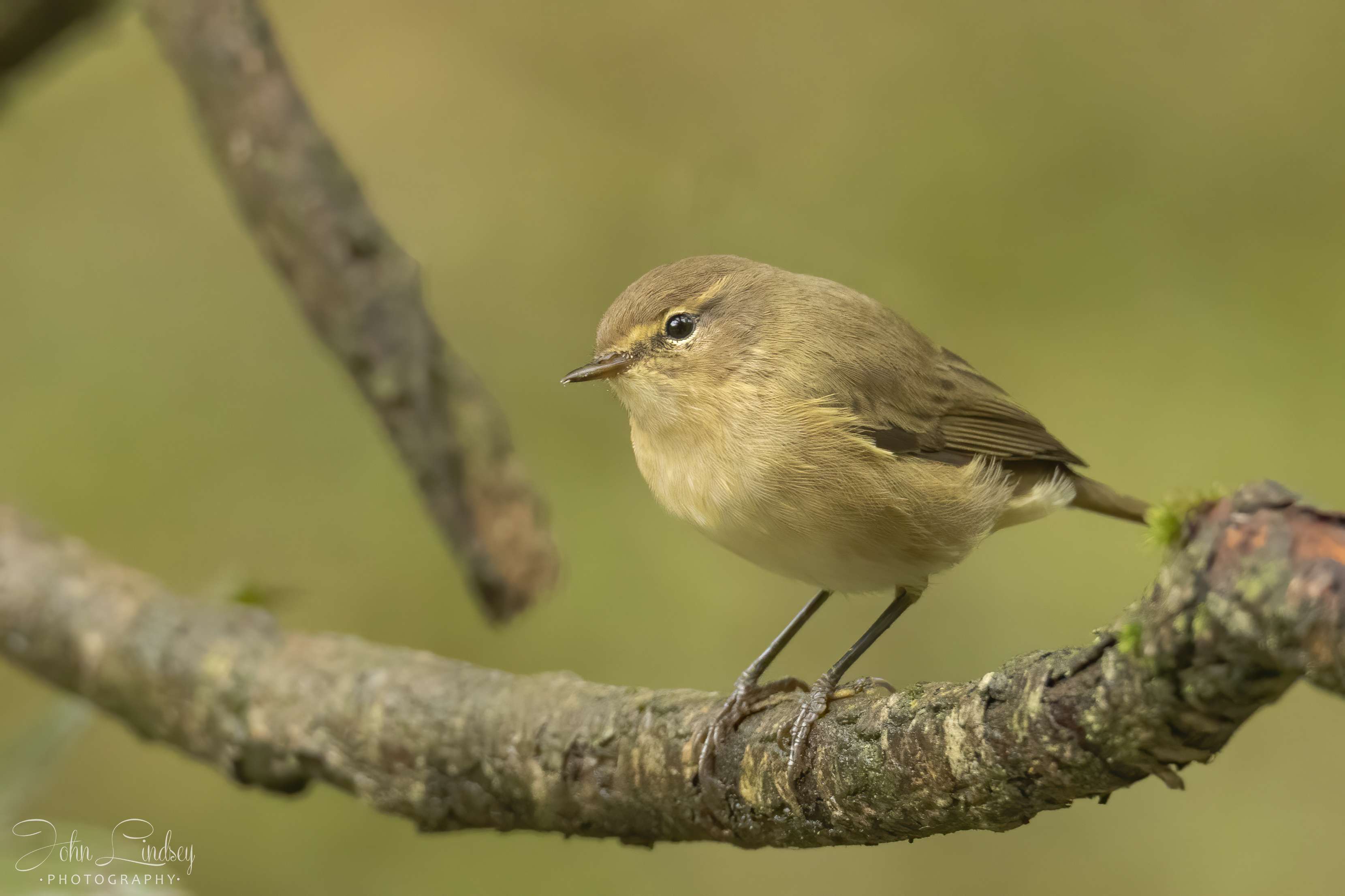 Common Chiffchaff