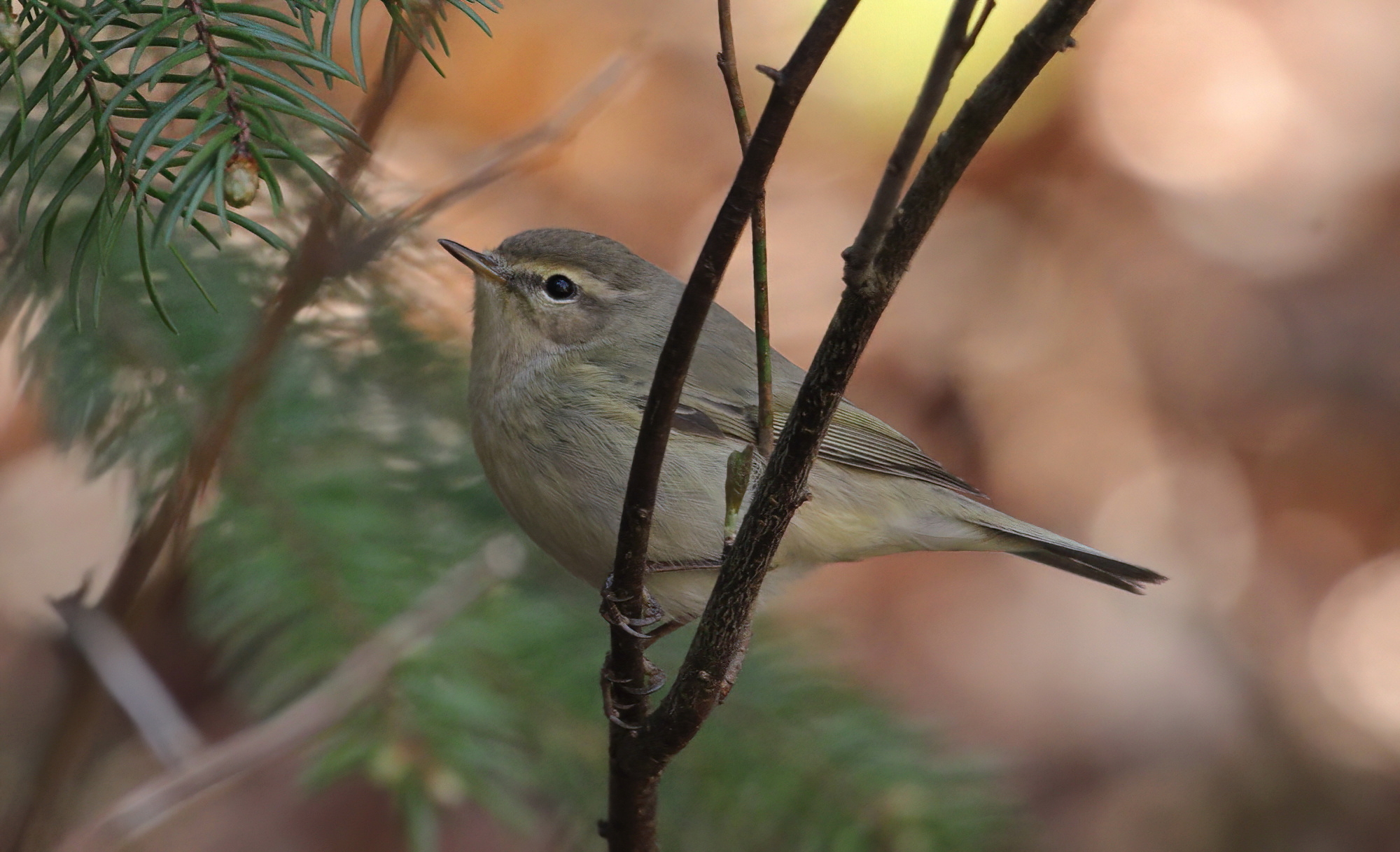 Common chiffchaff