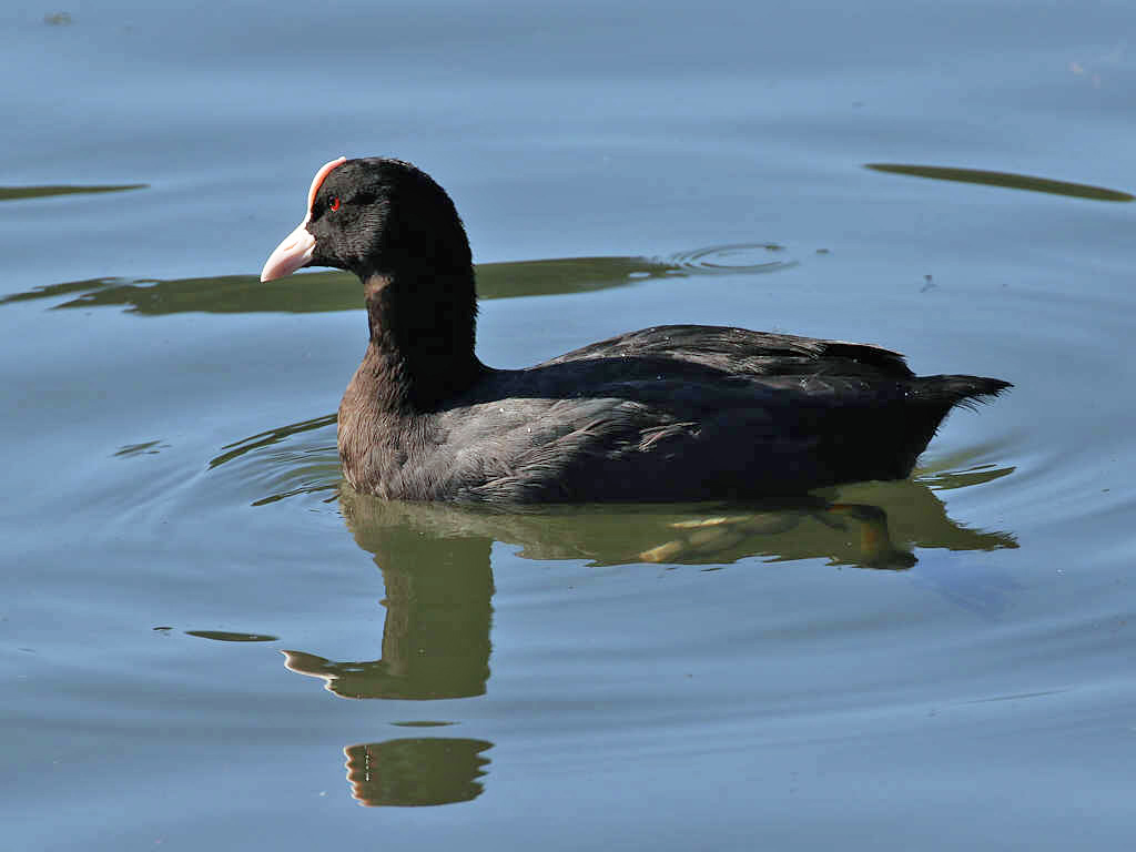 Common Coot