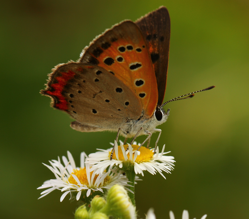 Common Copper