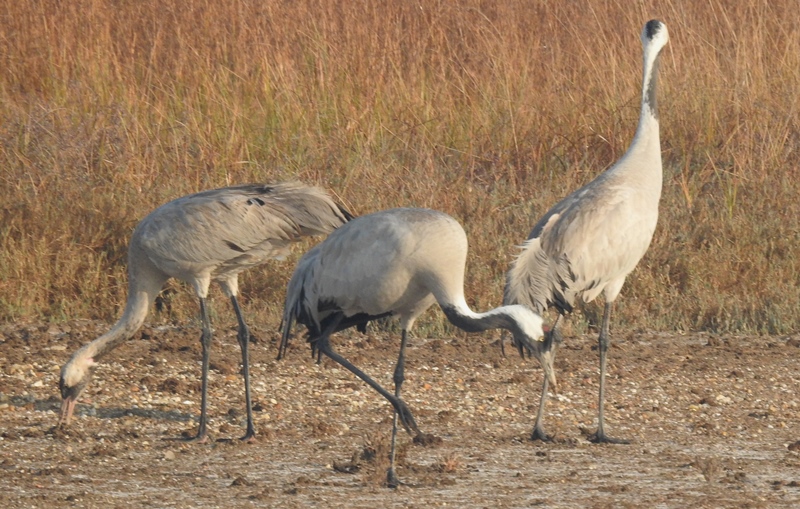 Common Crane Pair withJuvenile