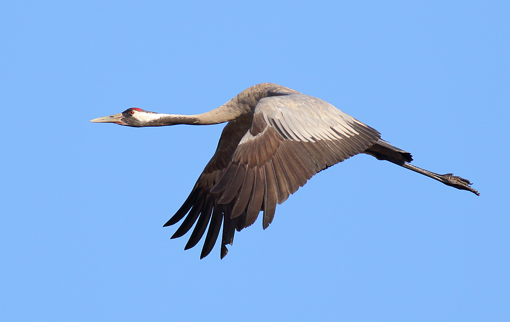 Common Crane