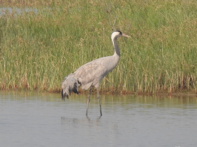 Common Crane