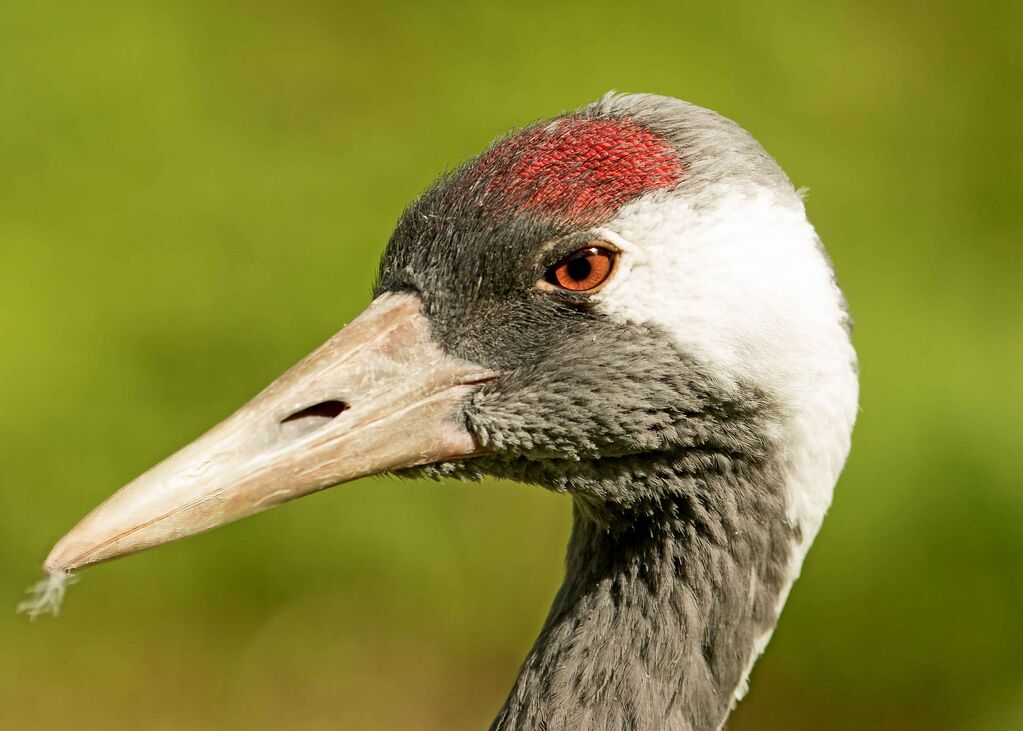 Common Crane